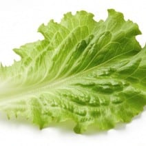 Lettuce.