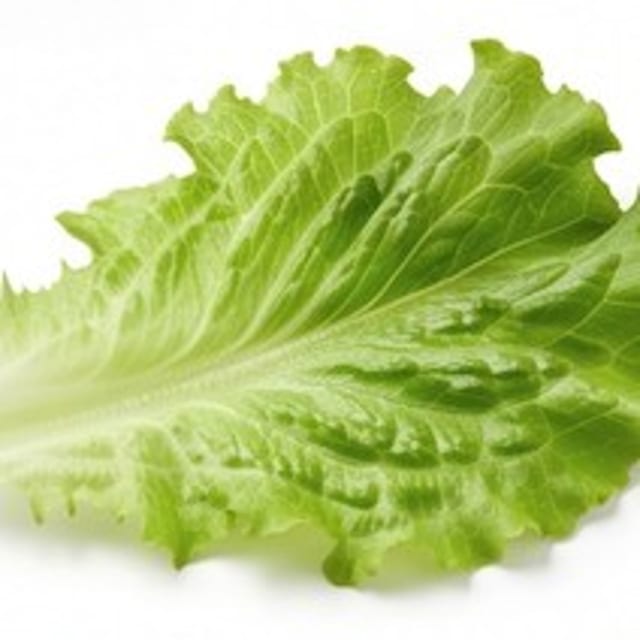 Lettuce.